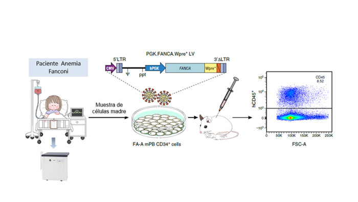 Diagrama de la Teràpia Gènica Falconi